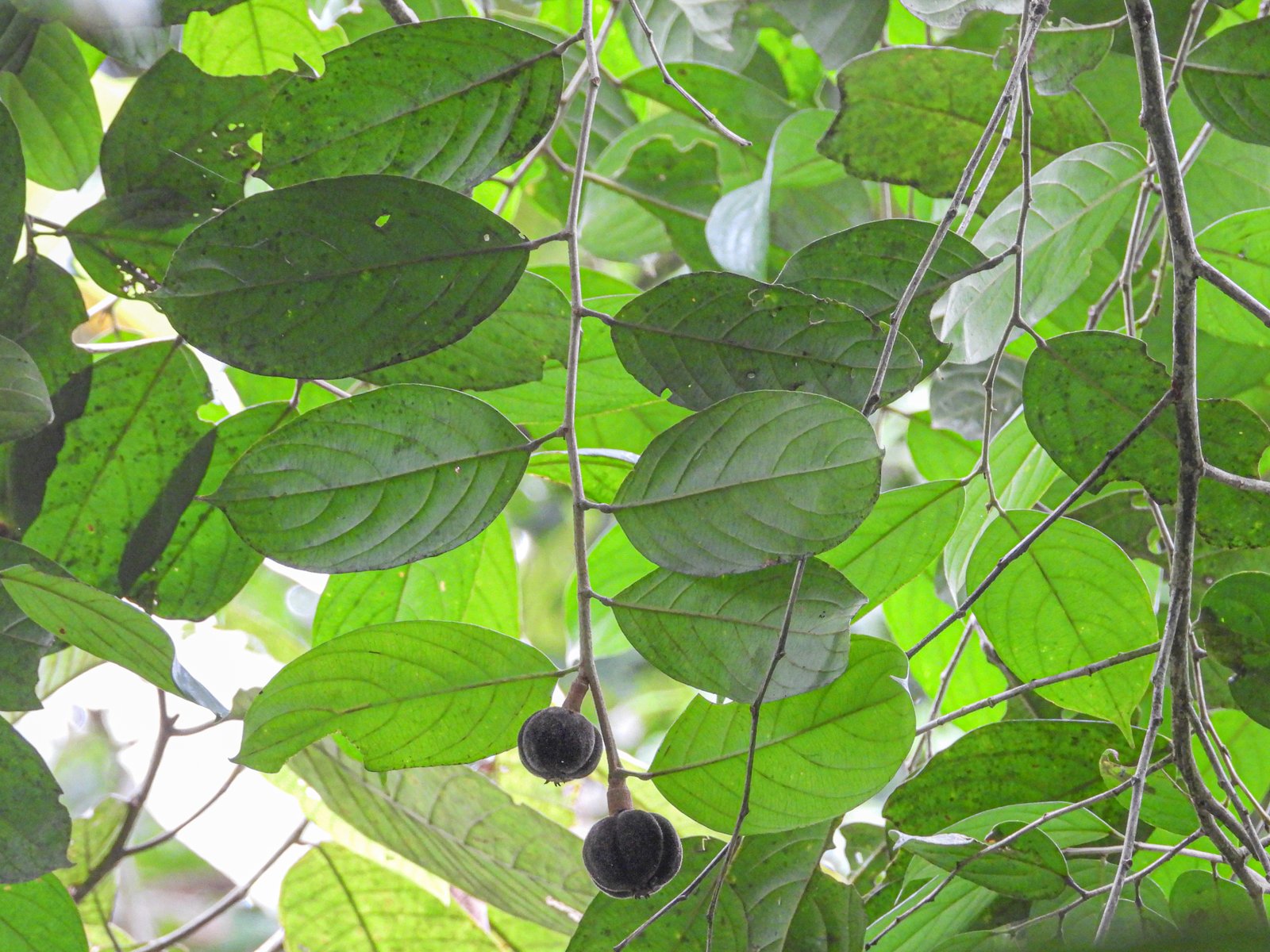 Percabangan dan daun Hydnocarpus anomala