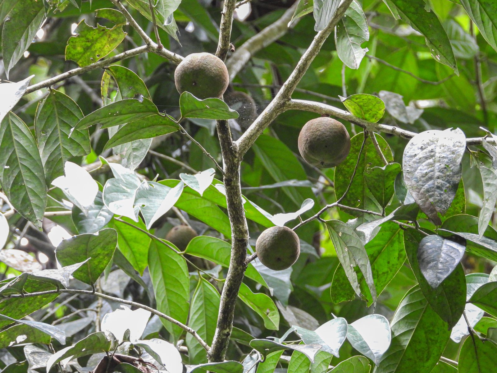 Buah Hydnocarpus castanea pada percabangan