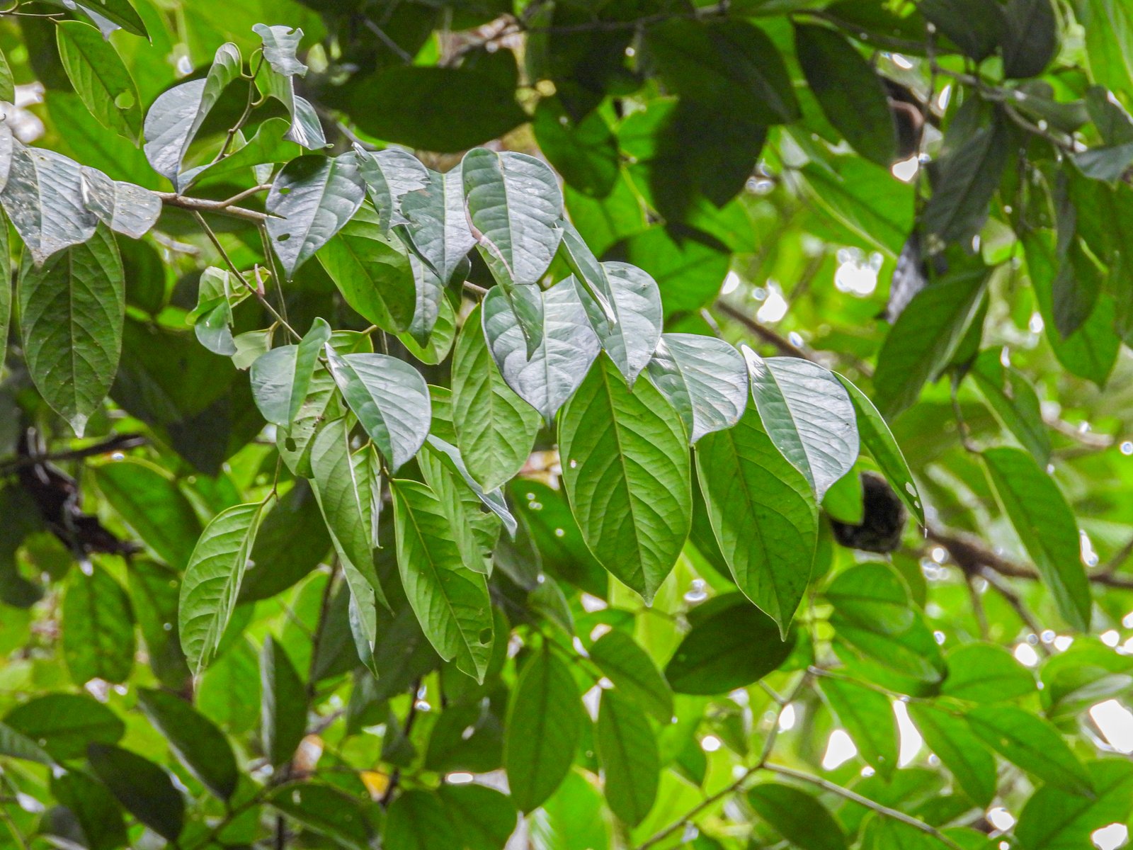 Rangkaian daun Hydnocarpus castanea