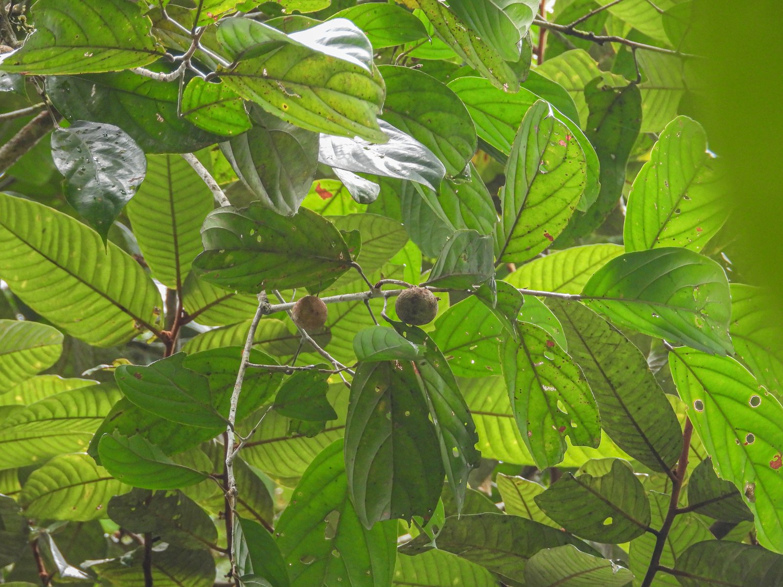 Daun dan buah kecil Hydnocarpus castanea