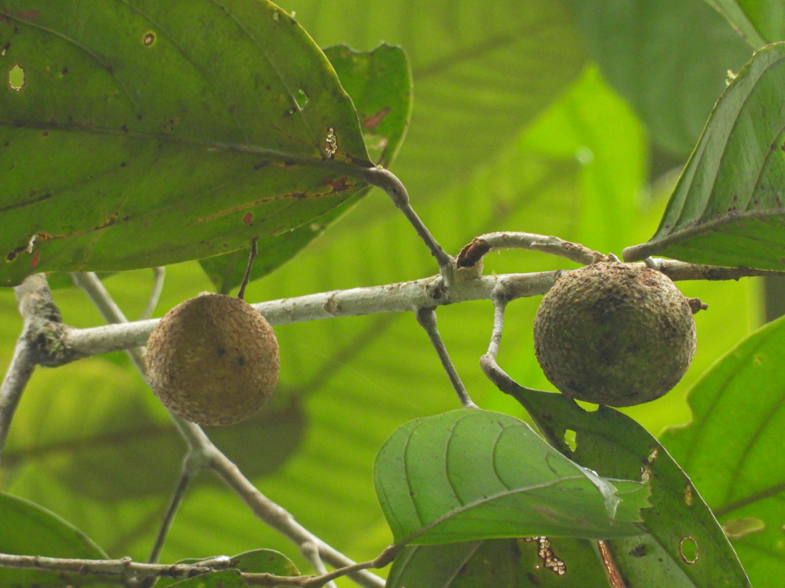 Buah Hydnocarpus castanea dari jarak dekat