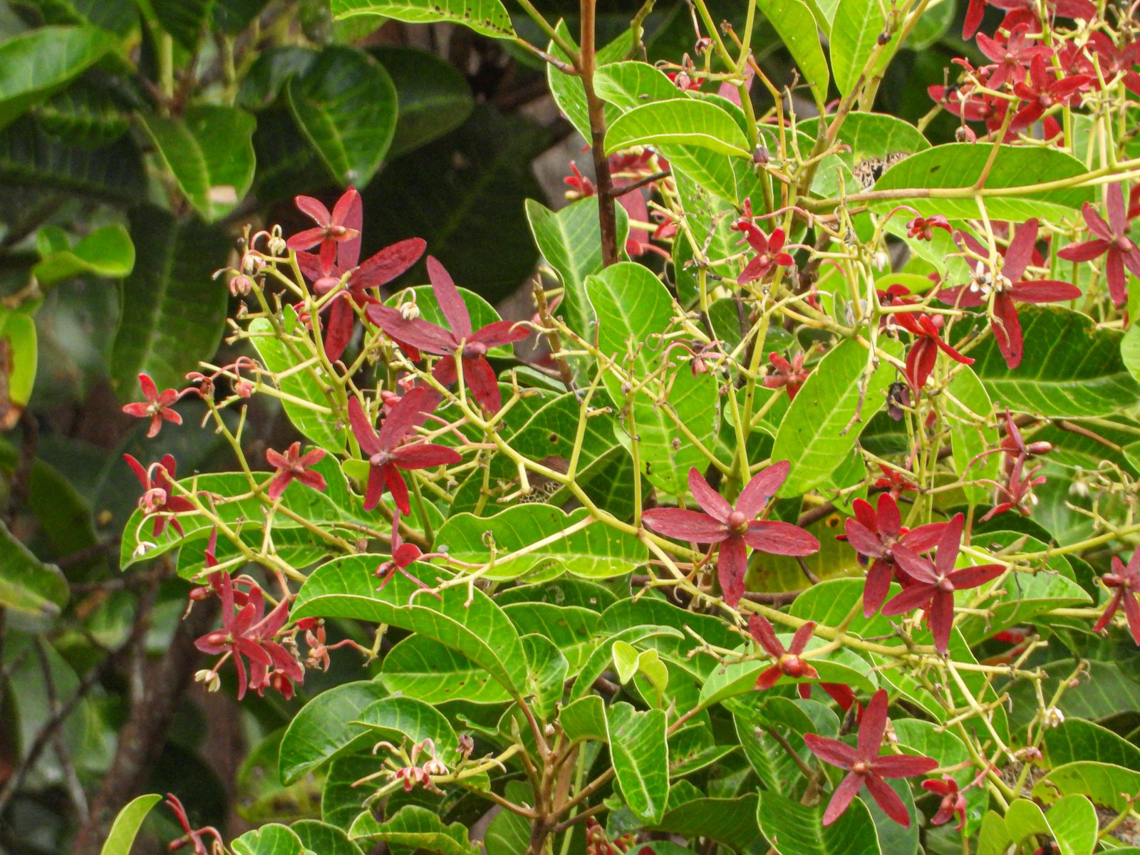 Bunga merah Gluta wallichii dan daun