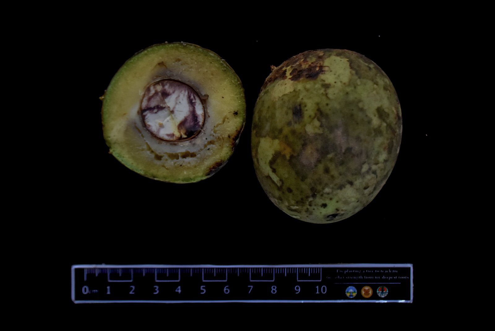 Buah Mangifera quadrifida dari koleksi famili Anacardiaceae