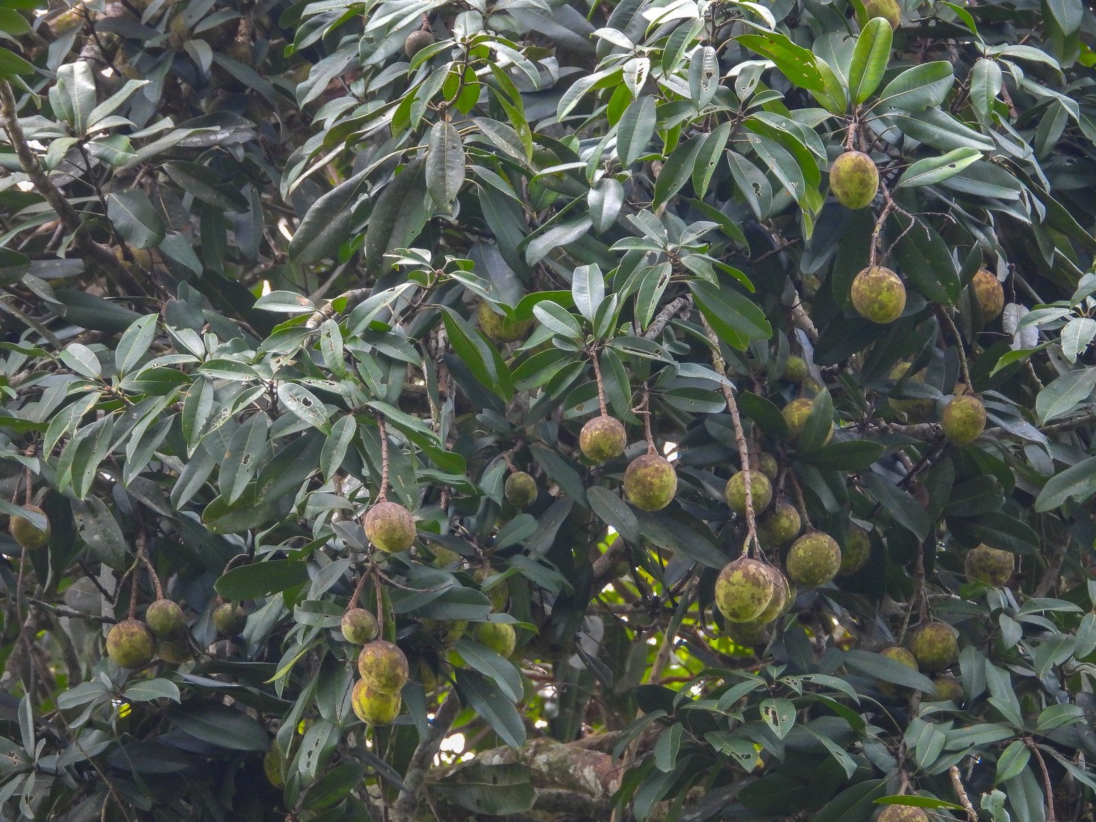 Buah Mangifera quadrifida pada tajuk pohon