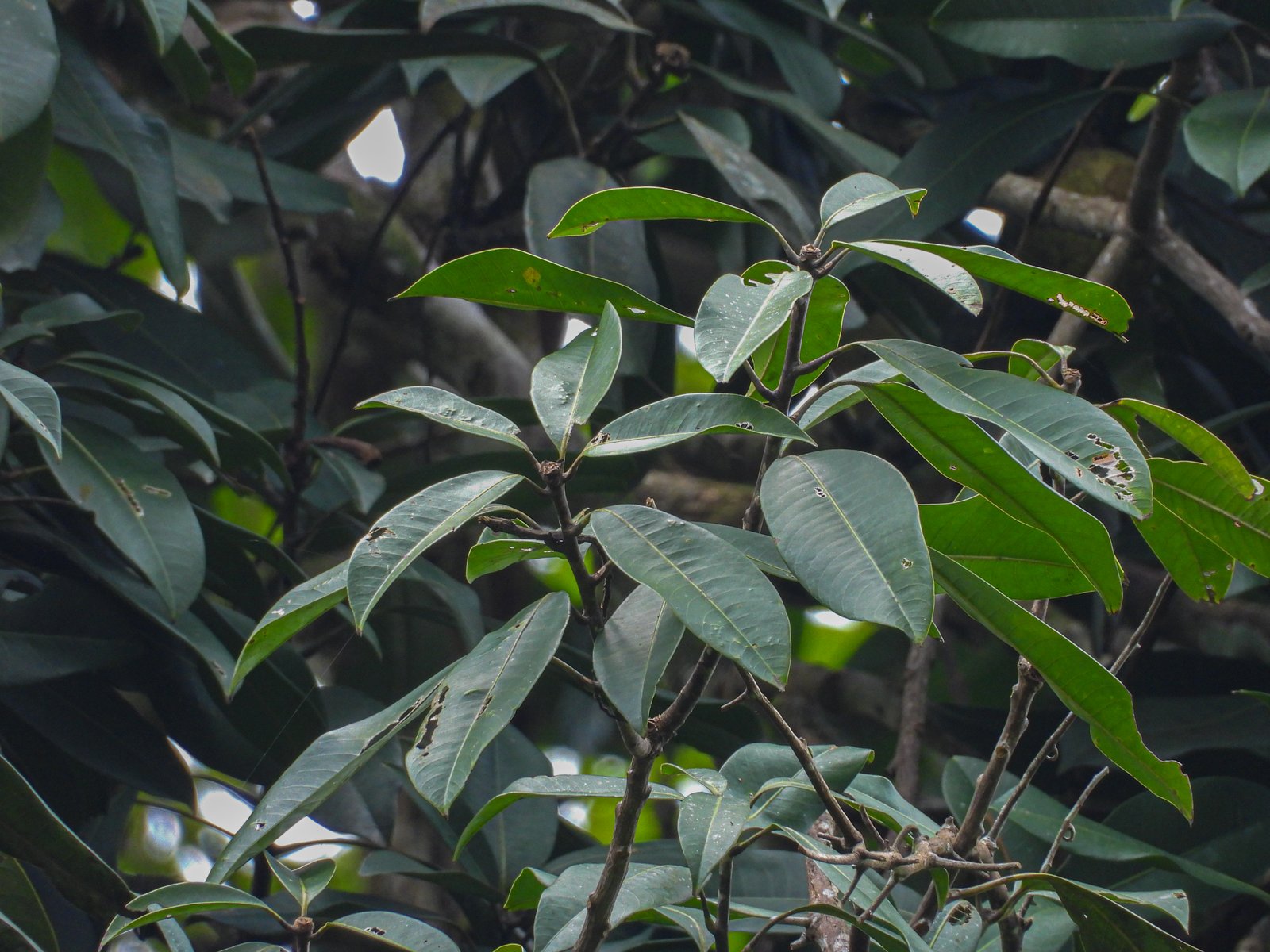 Daun Mangifera quadrifida pada percabangan