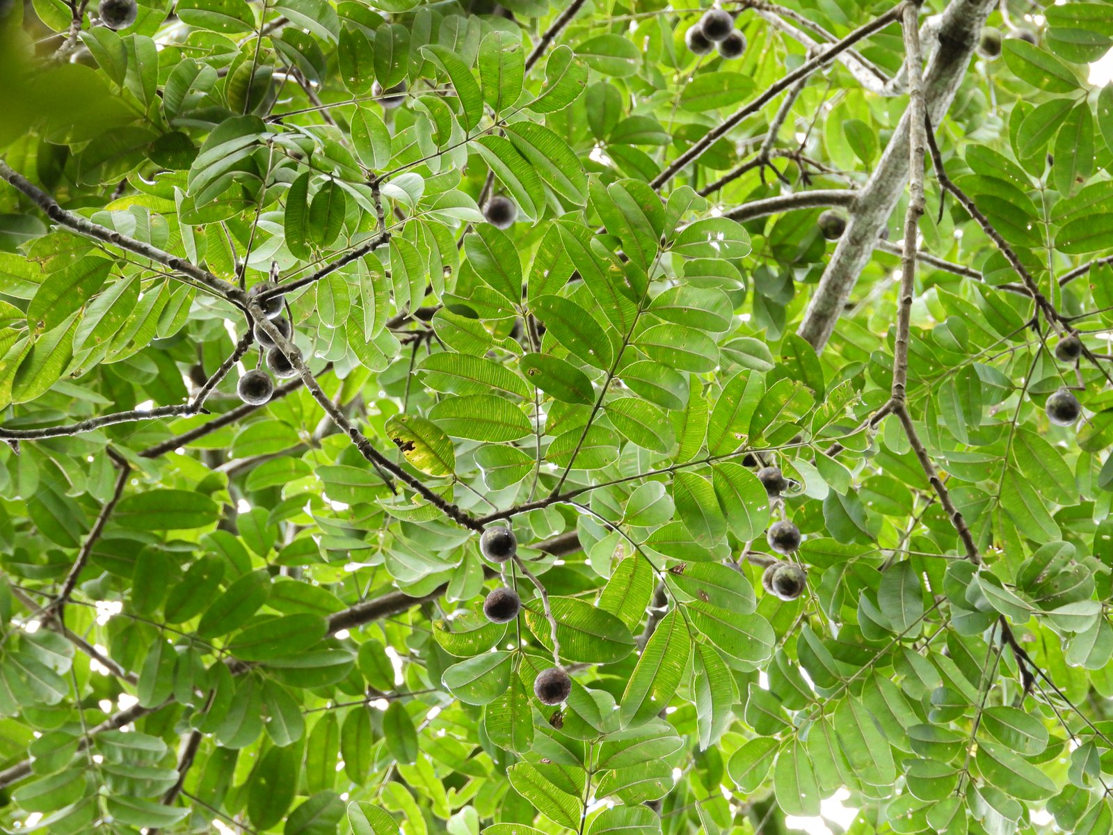 Percabangan Spondias pinnata dengan buah
