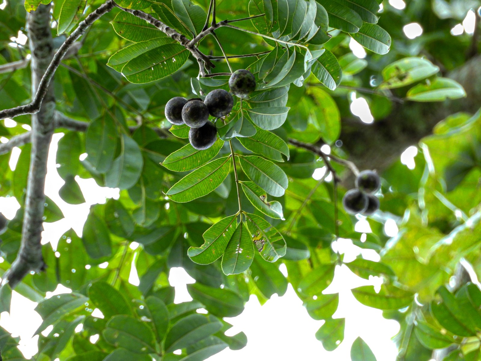 Buah Spondias pinnata pada tajuk