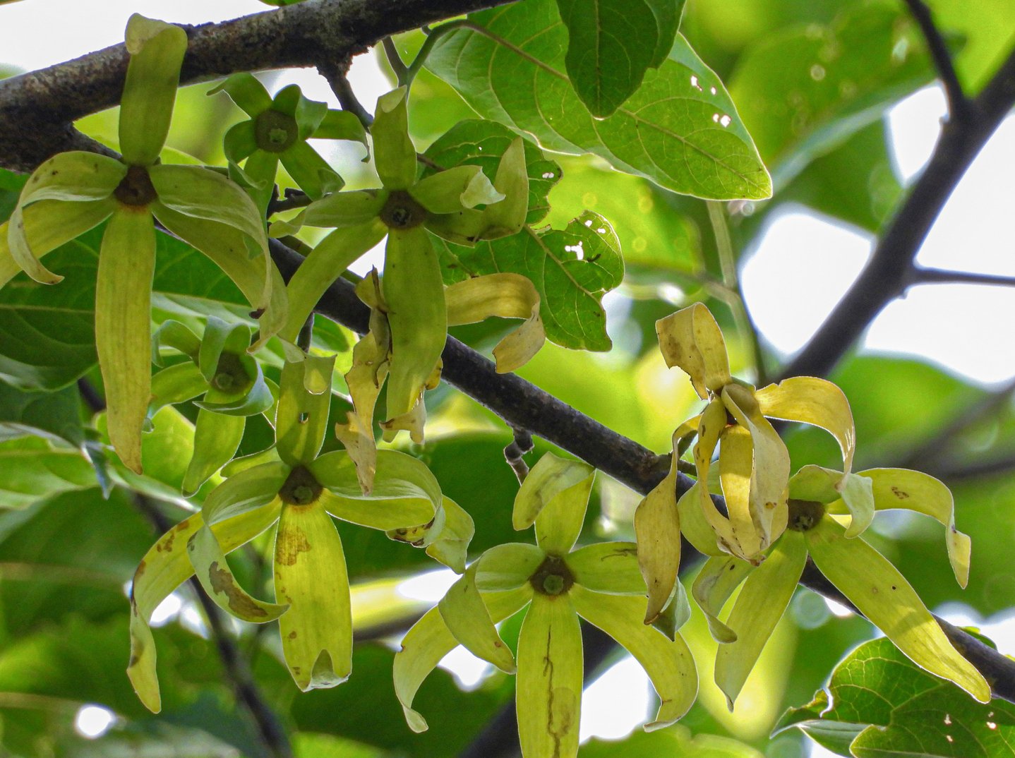 Bunga Cananga odorata pada percabangan