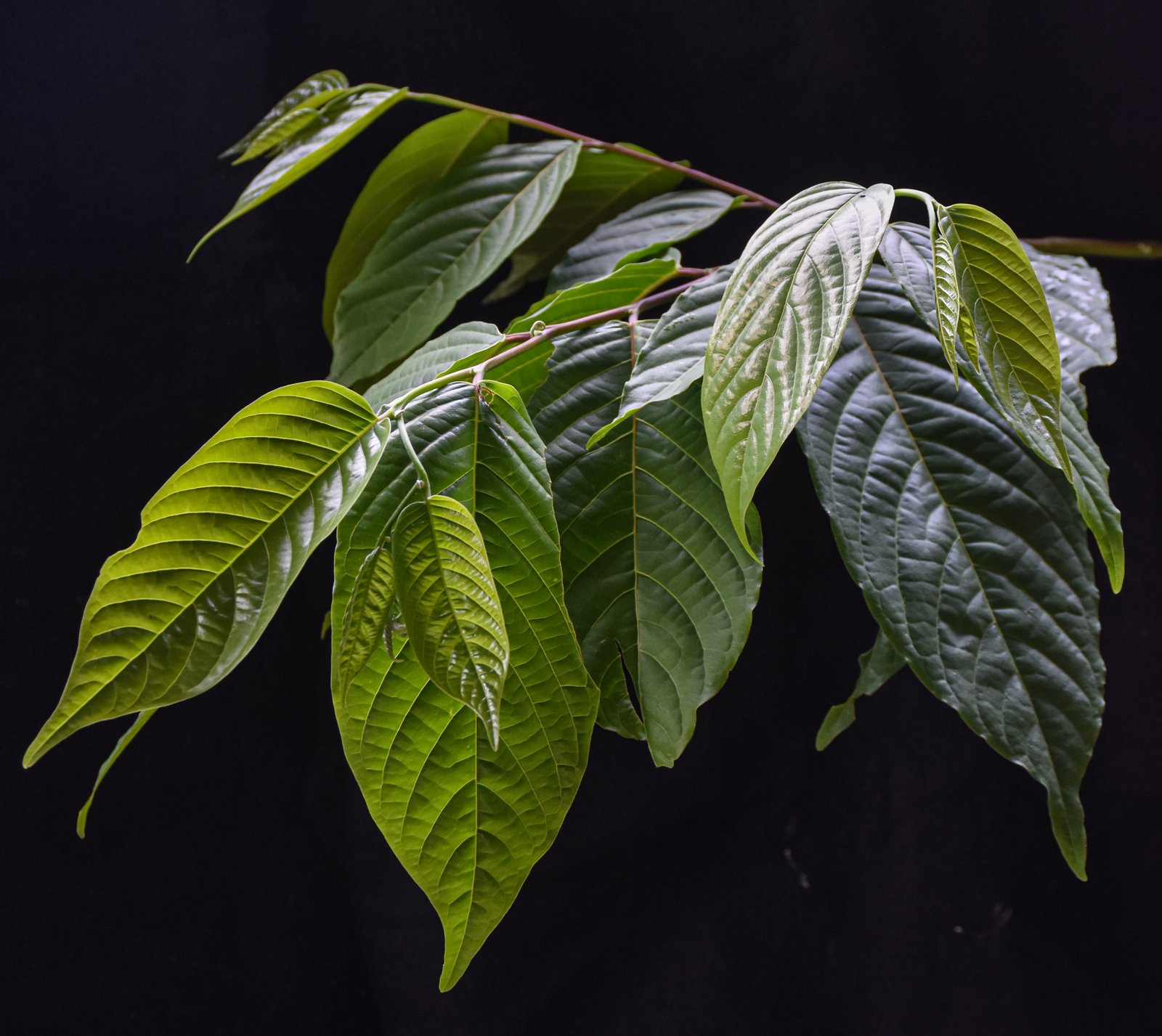 Daun Cananga odorata pada latar gelap