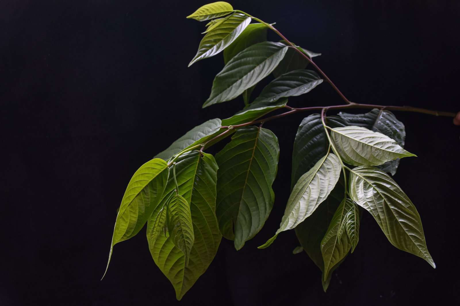 Ranting dan daun Cananga odorata
