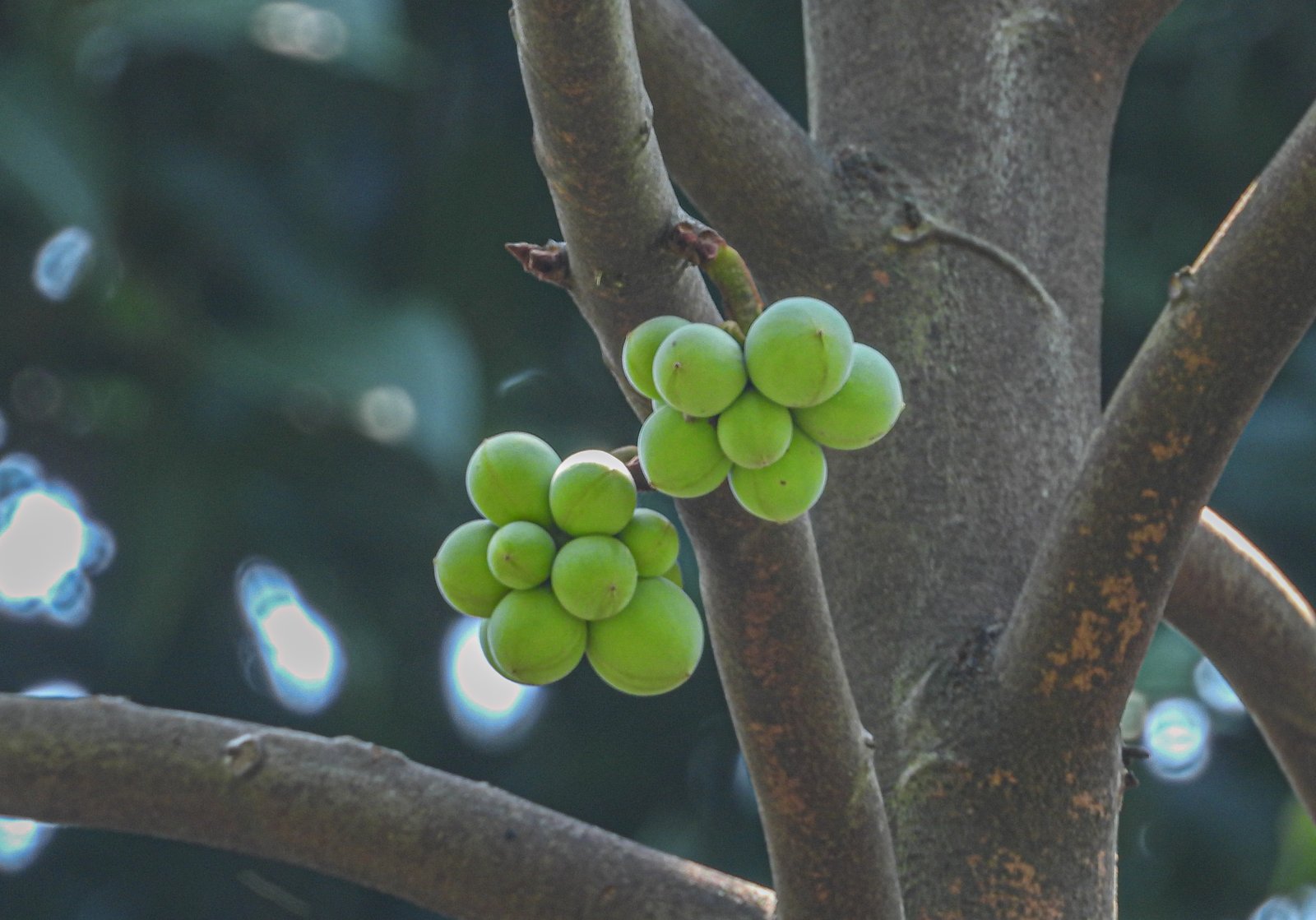 Buah muda Drepananthus ramuliflorus berkelompok