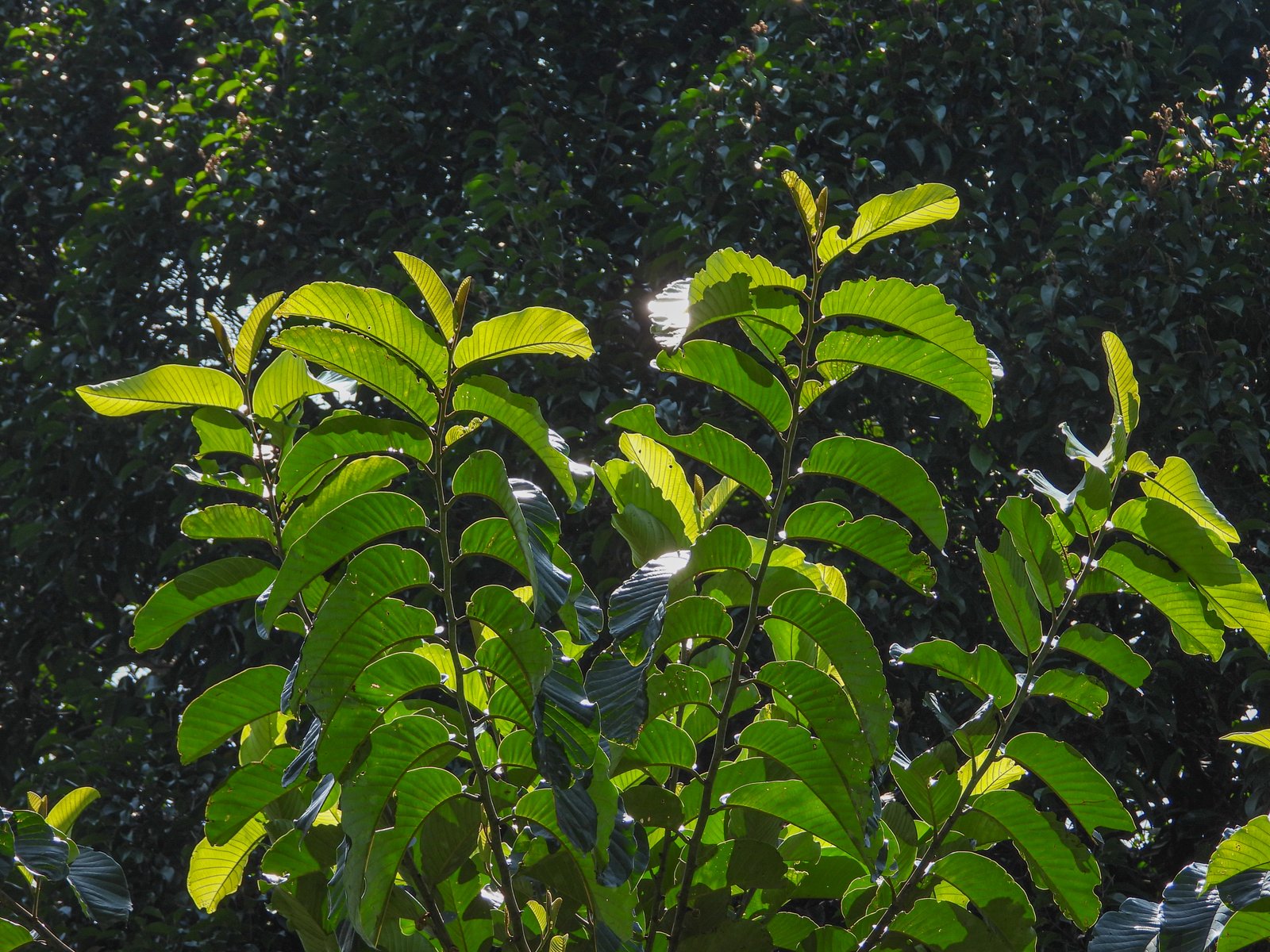 Daun Drepananthus ramuliflorus pada tajuk