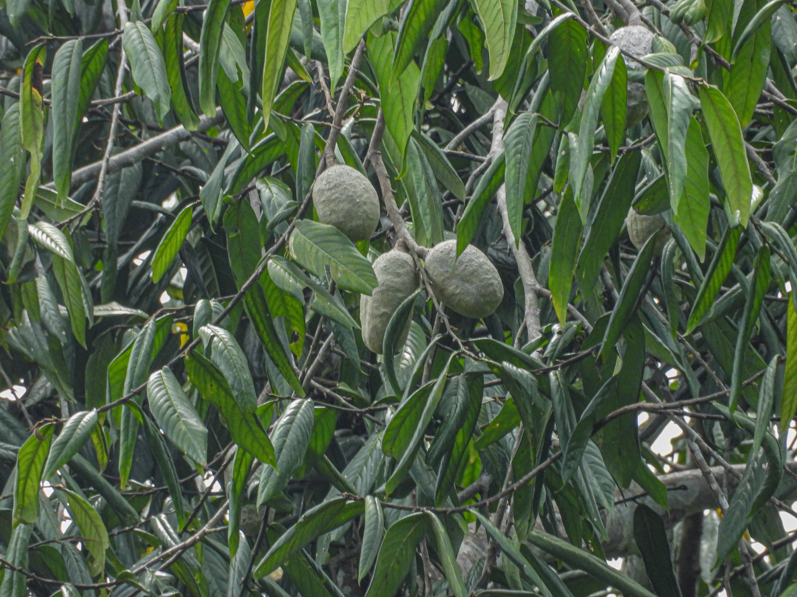 Buah Monocarpia marginalis pada tajuk