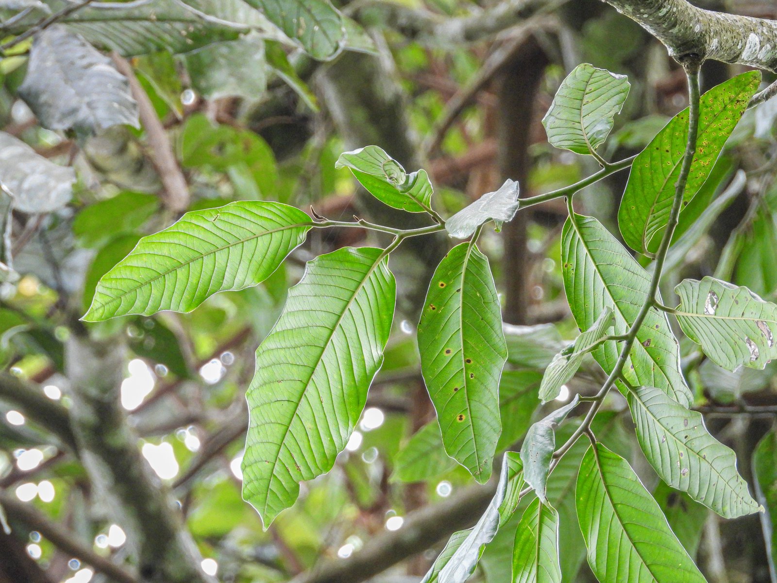 Daun Monocarpia marginalis pada percabangan