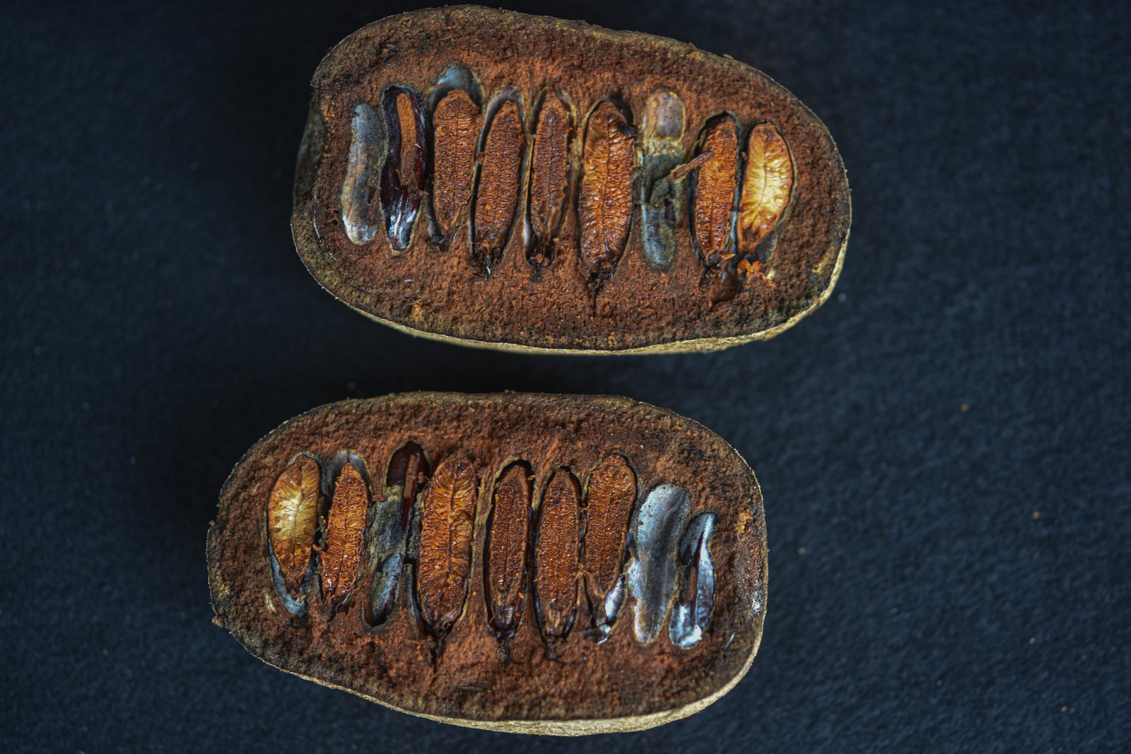 Irisan buah Monocarpia marginalis dengan biji