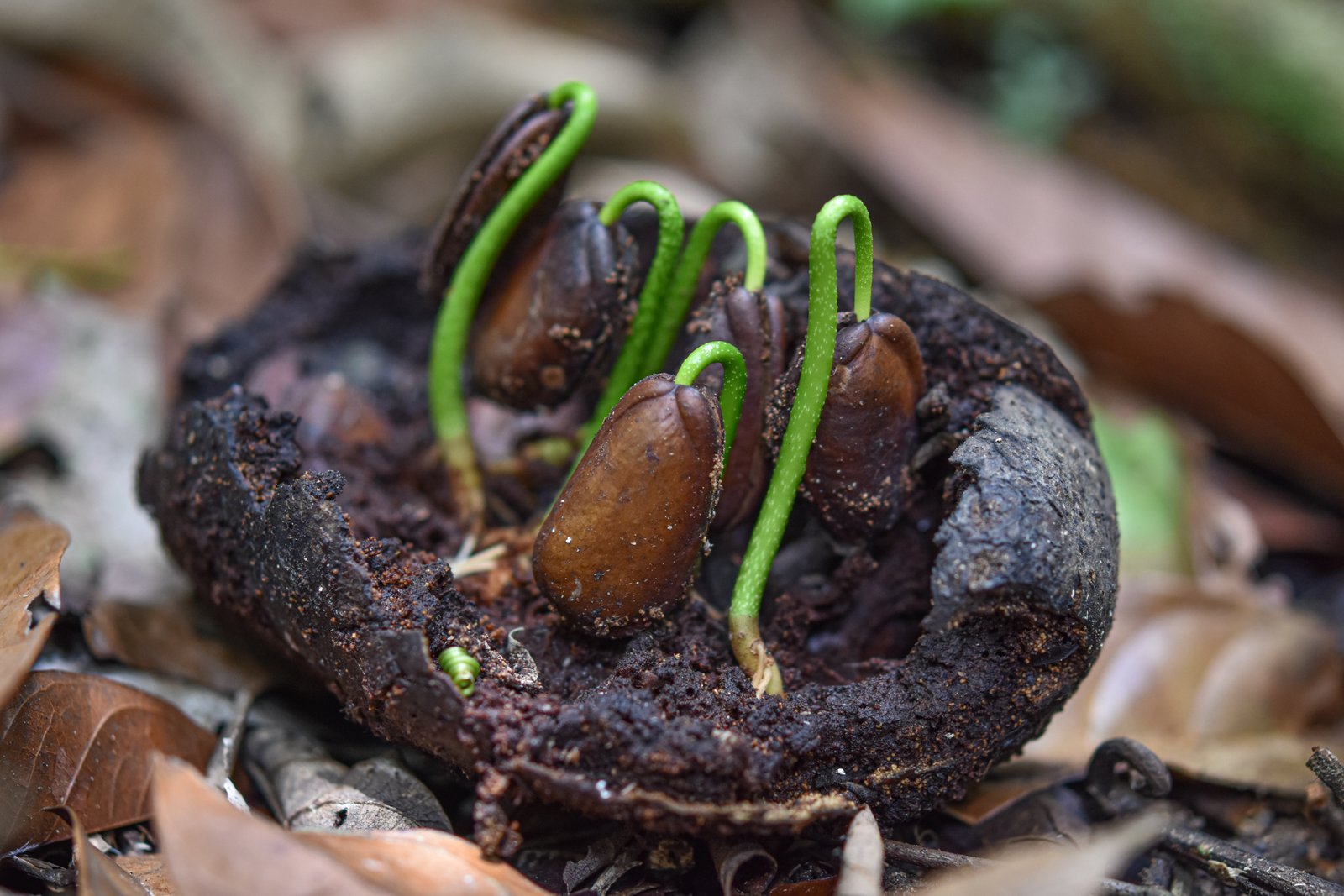 Kecambah Monocarpia marginalis dari buah terbuka
