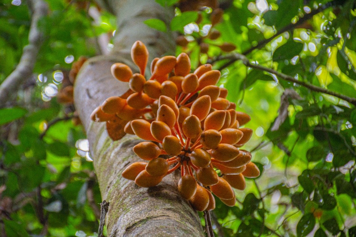 Bunga Phaeanthus ophthalmicus di tajuk pohon