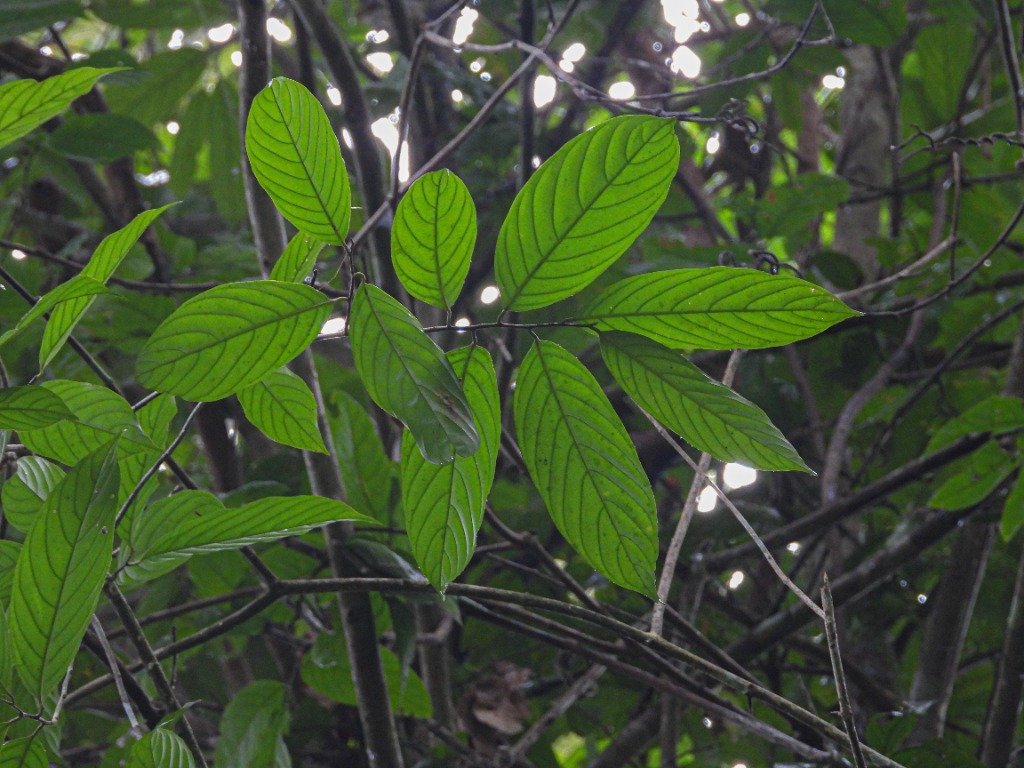 Daun Phaeanthus ophthalmicus pada percabangan