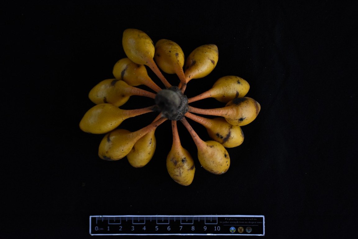 Buah Phaeanthus ophthalmicus berwarna kuning