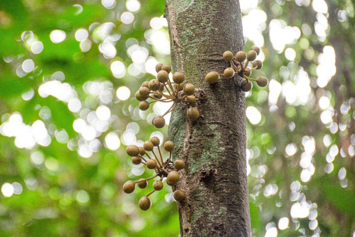 Bunga Polyalthia cauliflora pada batang