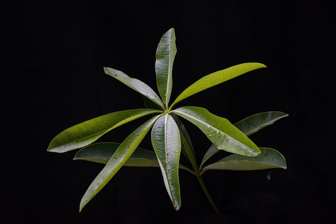 Daun Alstonia scholaris tersusun melingkar di ujung ranting