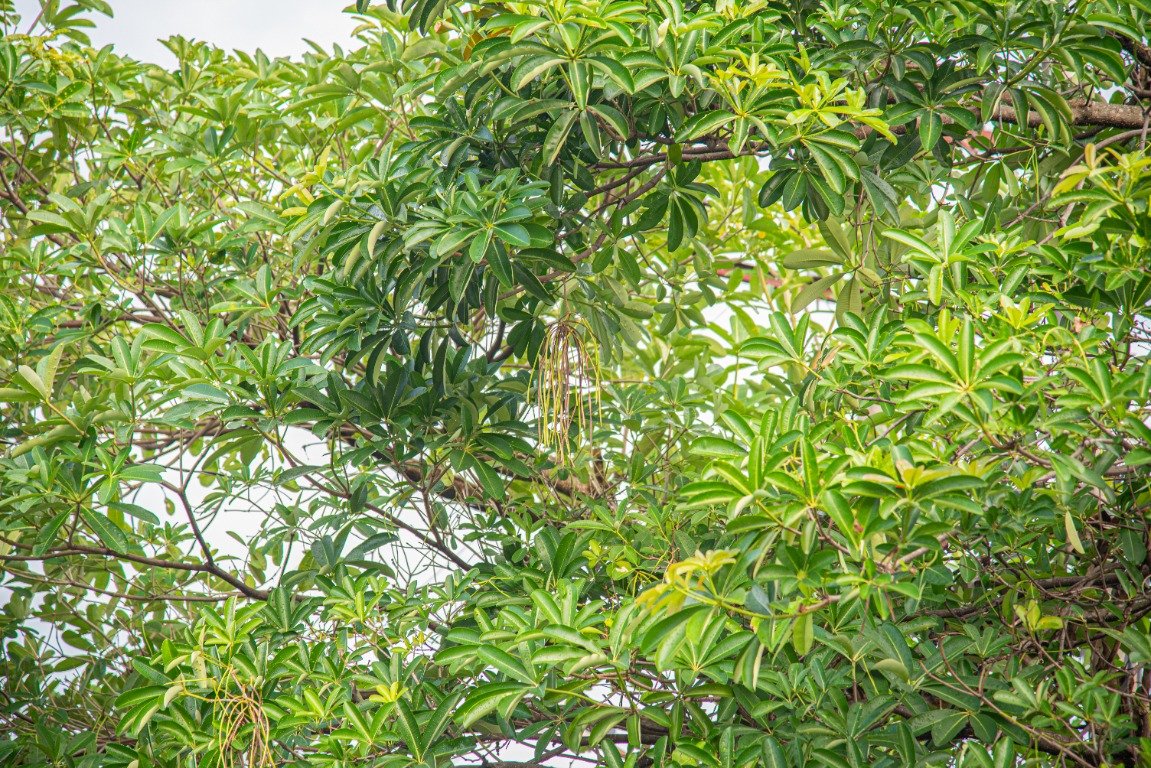 Tajuk pohon Alstonia scholaris di lapangan