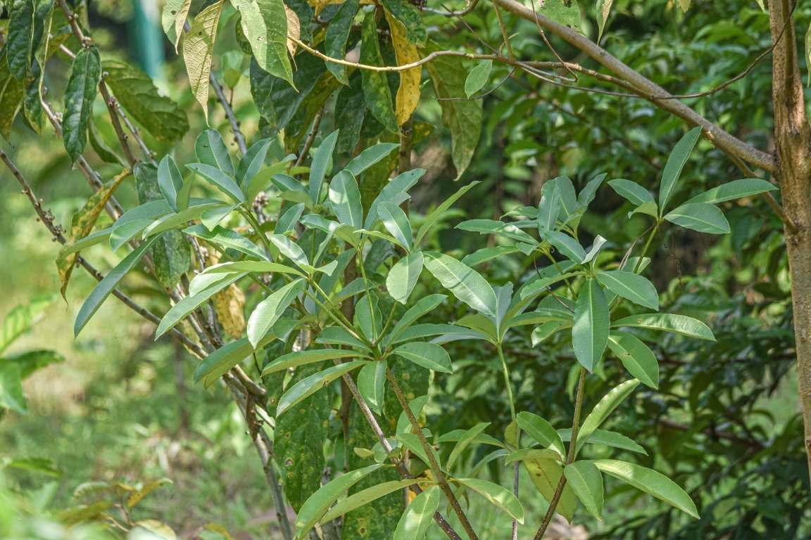 Percabangan dan daun muda Alstonia scholaris