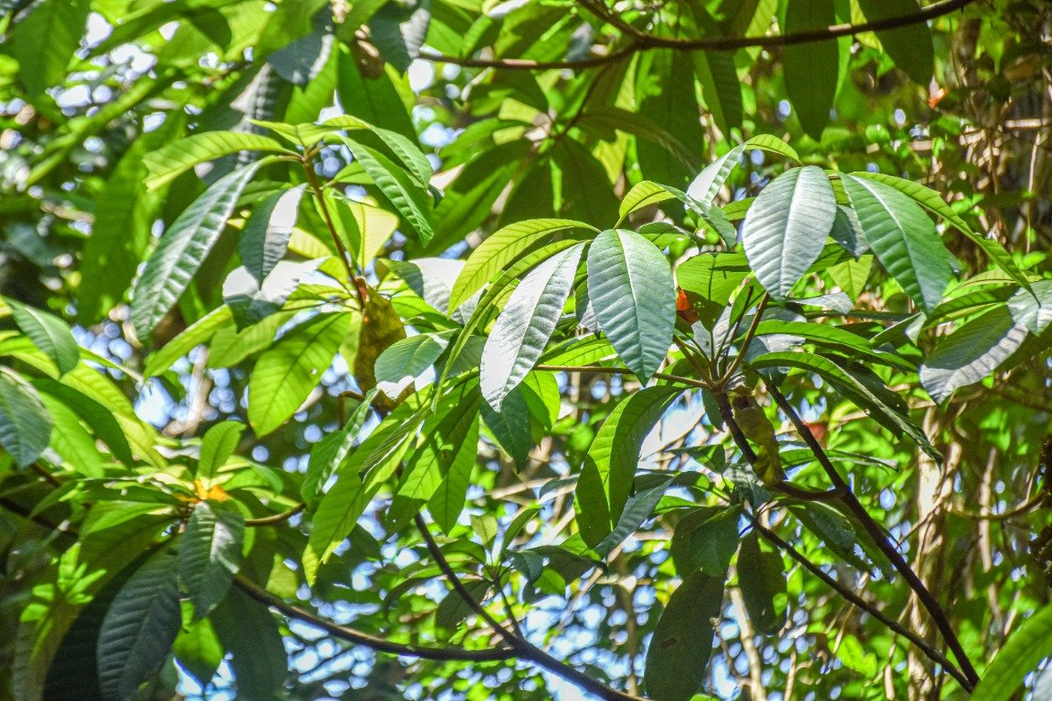 Daun Dyera costulata di tajuk hutan