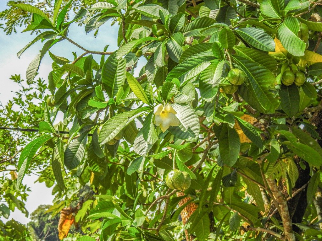 Bunga putih dan buah Tabernaemontana macrocarpa