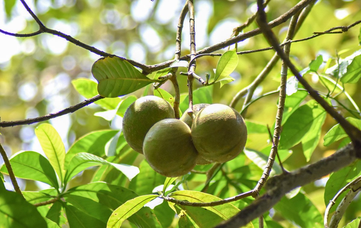 Buah Tabernaemontana macrocarpa bergerombol di ranting