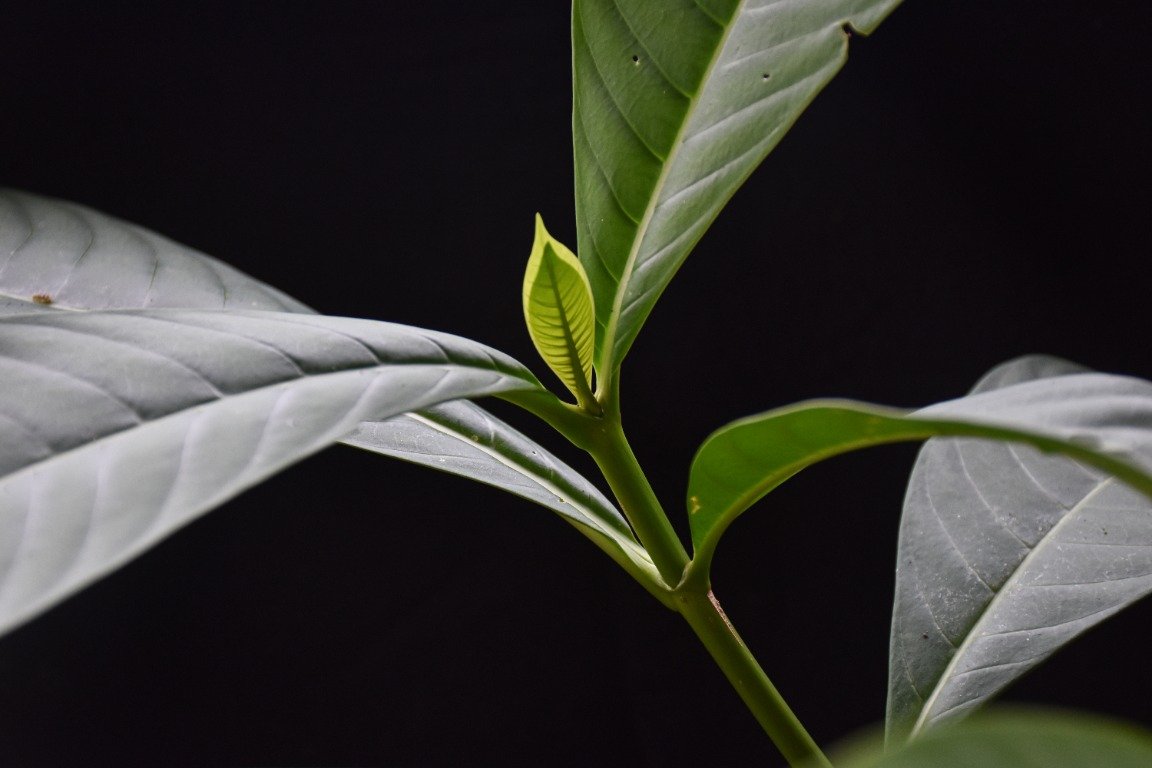 Daun muda Tabernaemontana macrocarpa