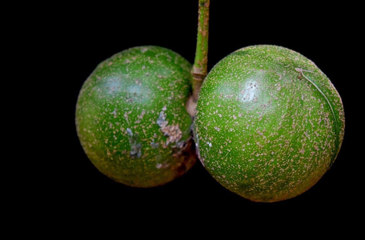 Buah bulat Tabernaemontana macrocarpa dari jarak dekat